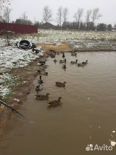 Дикая утка кряква/подсадная утка