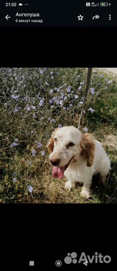 Щенок Спаниеля