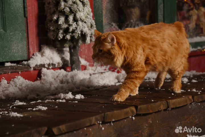 Вязка кота курильский бобтейл