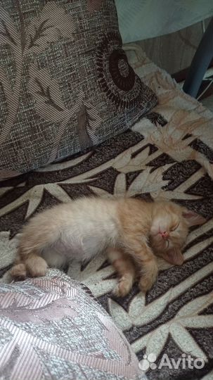 Отдам милых котят