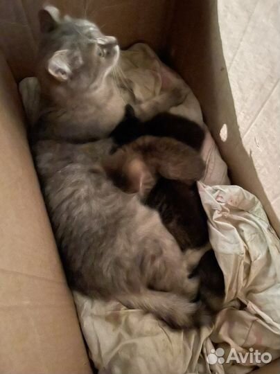 Котята