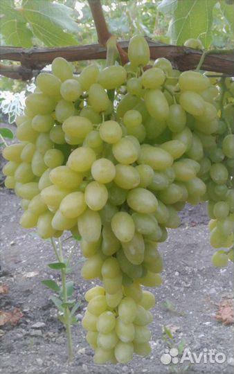 Саженцы винограда