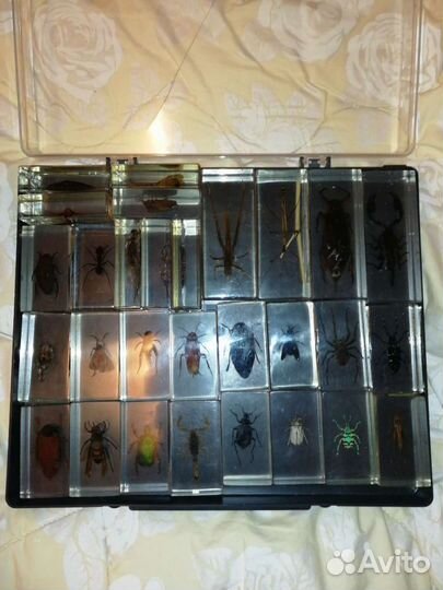 Набор насекомых