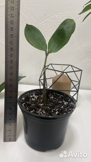 Замиокулькас