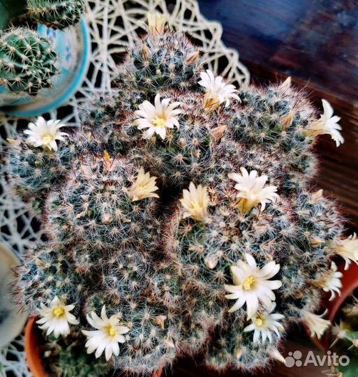 Кактусы и суккуленты