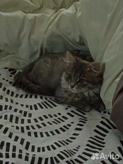 Котенок в добрые руки