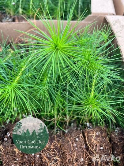 Сеянцы зкс Сосна окс Ель Лиственница Горная