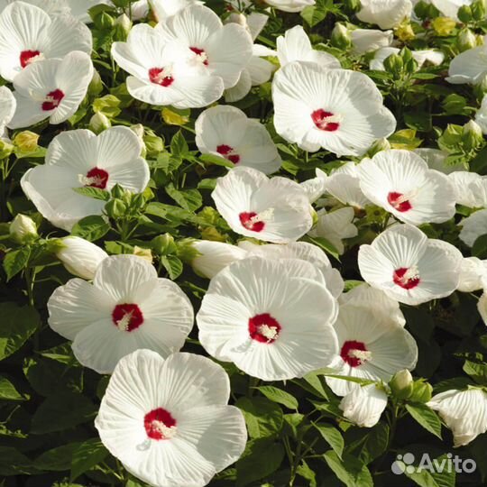 Гибискус травянистый многолетник