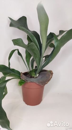 Платицериум бифуркатум