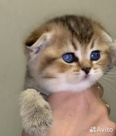 Шотландские мальчишки
