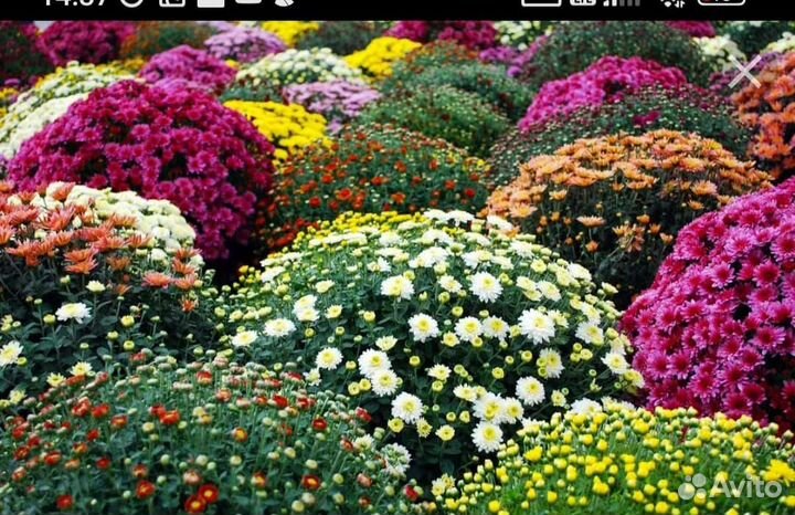 Многолетние цветы