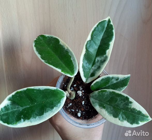 Хойя кримсон квин