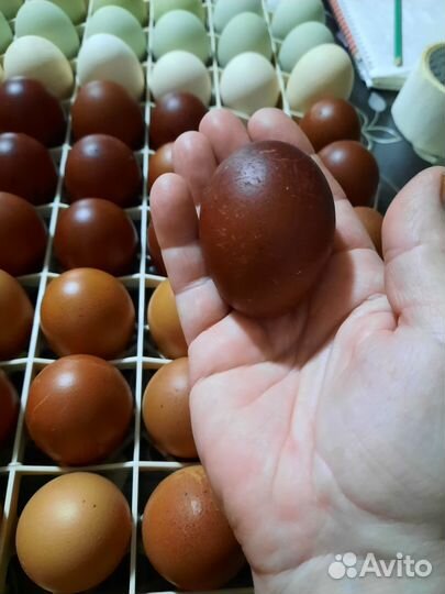 Петух маран белый