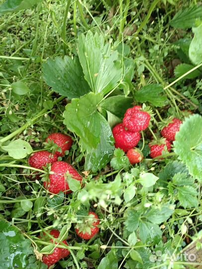 Рассада клубники