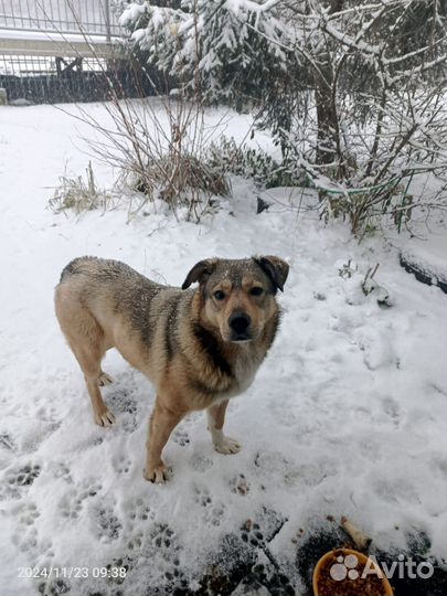 Собака в добрые руки