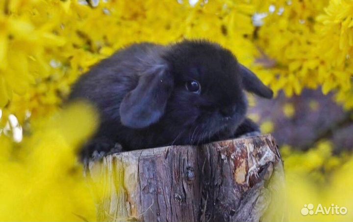 Кролики Карликовые Вислоухие Самые Красивые