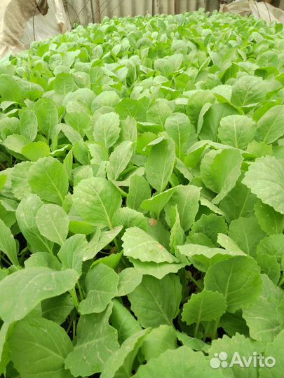 Рассада капусты, ранняя