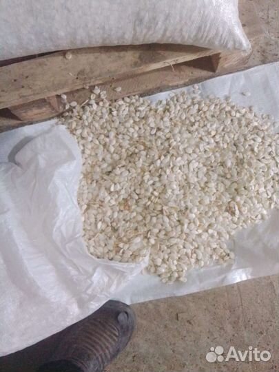 Семена тыквы серая волжская