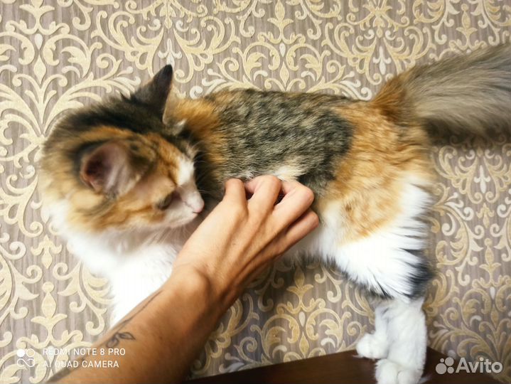 Кошки в добрые руки