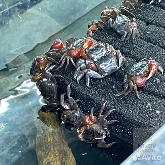 Крабы