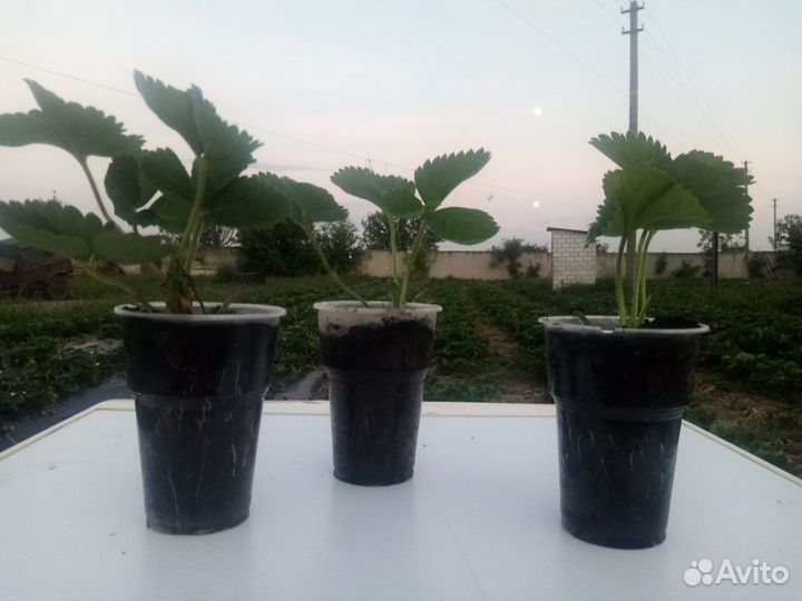 Продам саженцы клубники (ремонтантные сорта)