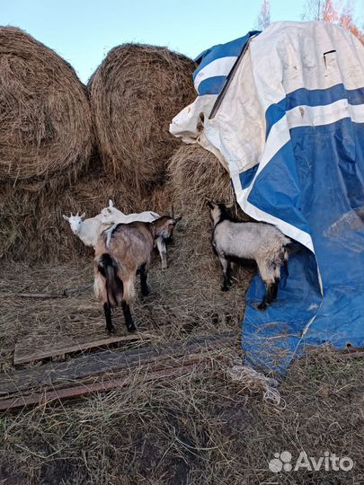 Коза дойная и 3 козленка