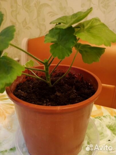 Пеларгония герань розебудная