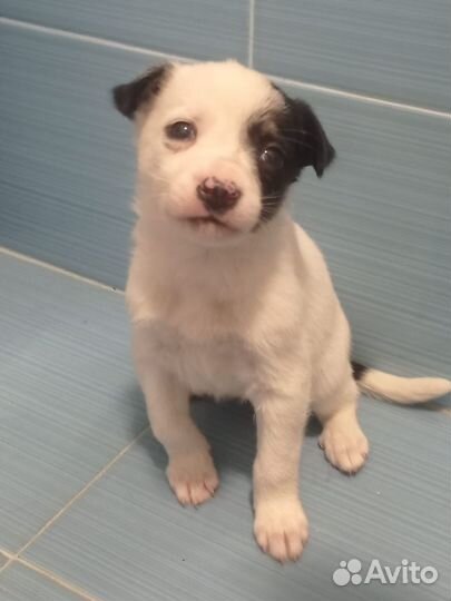 Щенки в добрые руки