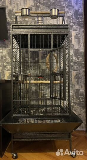 Говорящий попугай