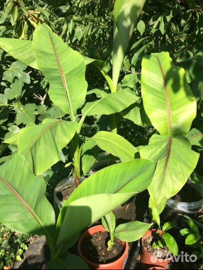 Банан японский