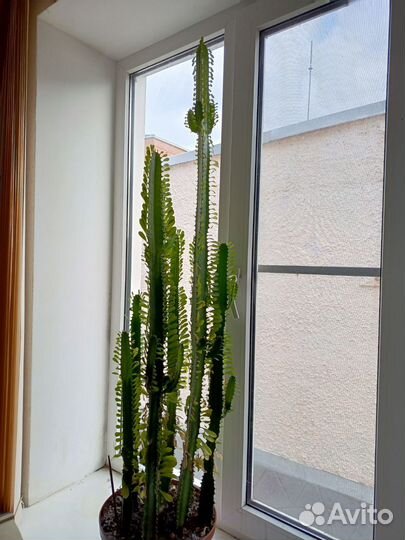 Молочай трехгранный