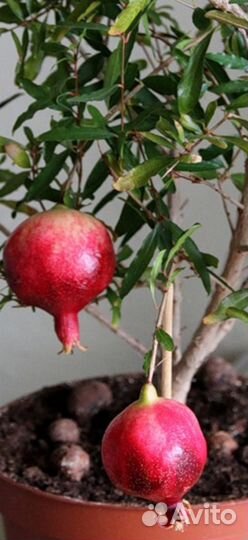 Рассада(комнатный гранат)