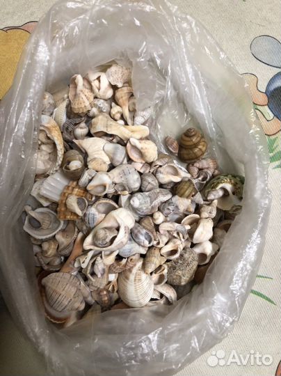 Морские ракушки раковины и камни для аквариума