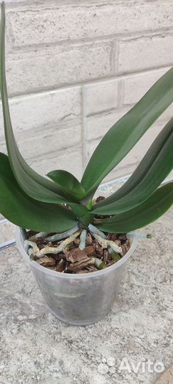 Орхидея фаленопсис