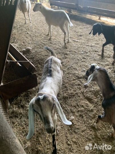 Нубийские козлики и козочки
