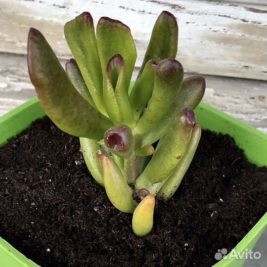 Крассула Хоббит (ушки Шрека)