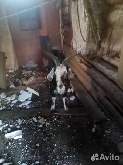 Продам козла