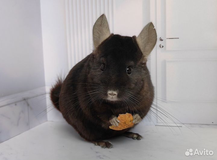 Шиншилла малыш