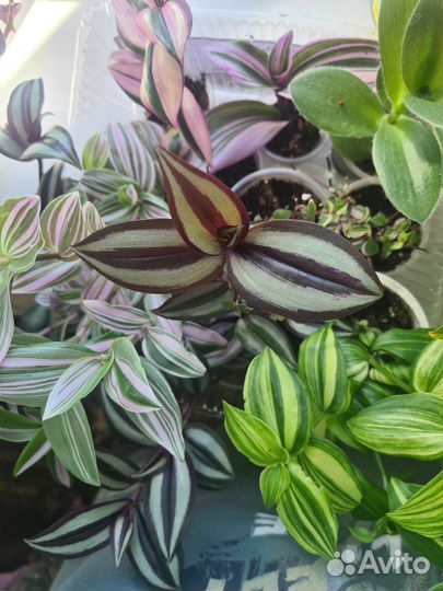 Комнатные цветы. Традесканция, фикус