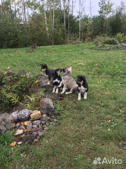Щенки