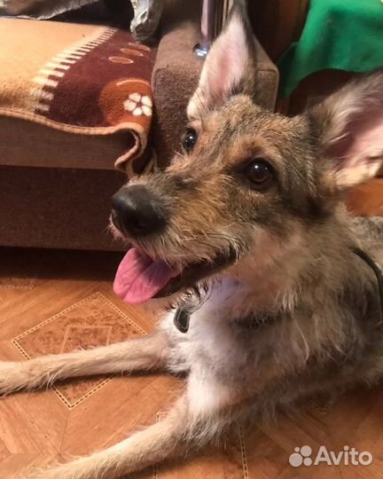 Собака в добрые руки