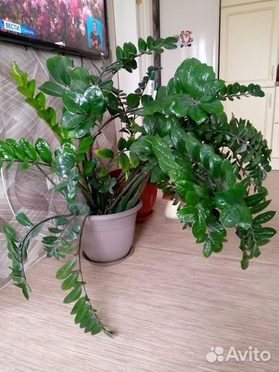 Комнатные цветы