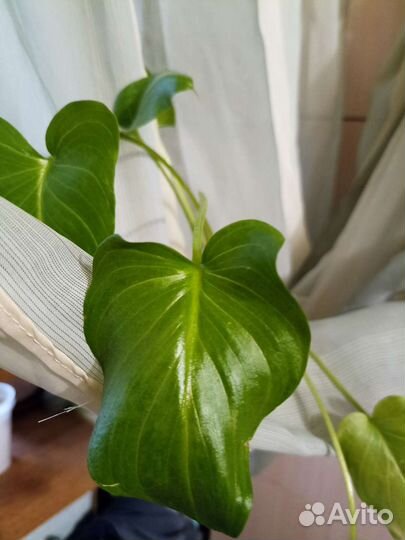 Пеларгония