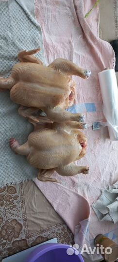 Мясо утки, муларда, Бройлера, потрошки