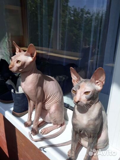 Кот на вязку сфинкс