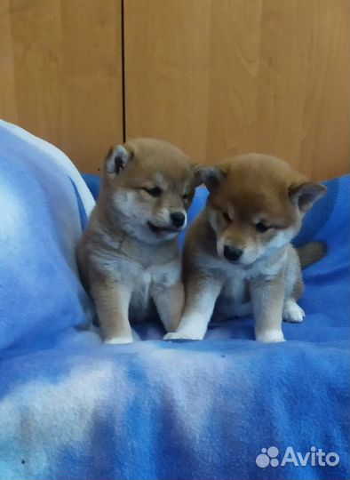 Щенки сиба ину