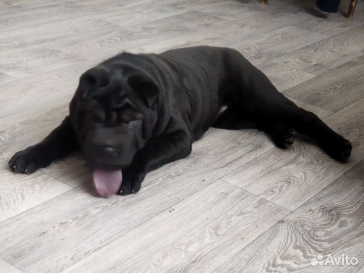 Шарпей девочка вязка