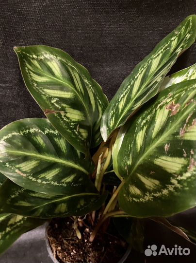 Калатея мунлайт