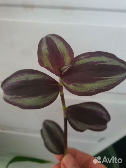 Комнатные цветы