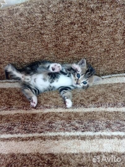 Котик в добрые ручки